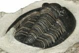 Proetid (Diademaproetus) Trilobite - Morocco #204299-5